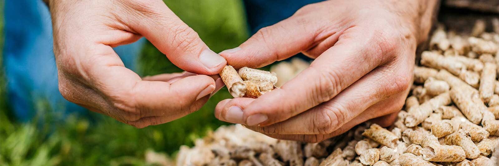Hand holds high-quality wood pellets from LEAG